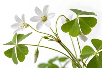 Obraz premium Delicate white lily of the valley blossoms, a spring floral beauty, stand out against both a pure white and a fresh green foliage background in natural light