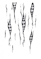 The illustration is in black and white and features elongated organic forms that resemble vertical cracks or capsules, inside of which are spherical objects resembling drops or pearls.