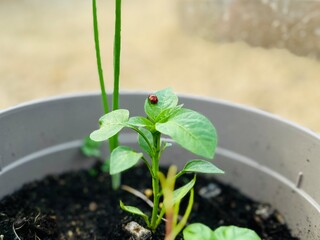 Ladybug on a Mission: Natural Harmony on a Pepper Leaf.