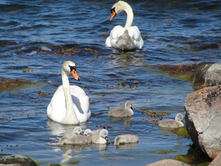 Naklejka premium Baby swans photograph taken in Hanko, Finland