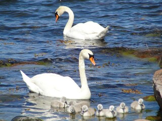 Baby swans photograph taken in Hanko, Finland