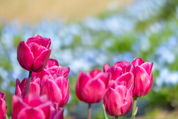 美しいピンク色の春のチューリップ　滋賀県草津市ai彩広場