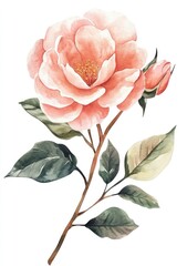 Delicate Peach Rose Illustration