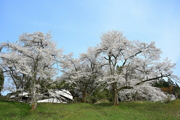 下条川ダムの桜（新潟県）