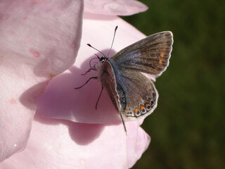 The common blue butterfly (Polyommatus icarus), female resting on a pink rose