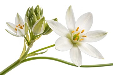 A white lily of the valley and tulip bouquet showcases spring's floral beautyA white lily of the valley and tulip bouquet showcases spring's floral beauty