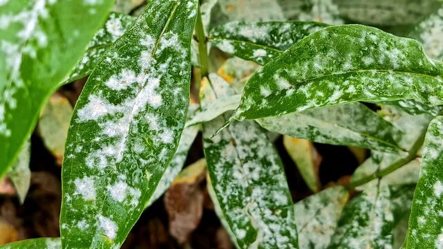Green leaves heavily infected with fungal disease of powdery mildew, close up