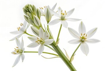 Fototapeta premium A beautiful spring bouquet features white lily of the valley, snowdrops, and tulips, a floral celebration of nature's delicate bloom