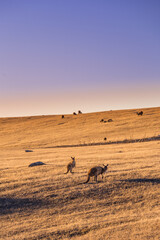 Kangaroos roam freely across the sunlit grasslands of Kangaroo Island, showcasing Australia’s...