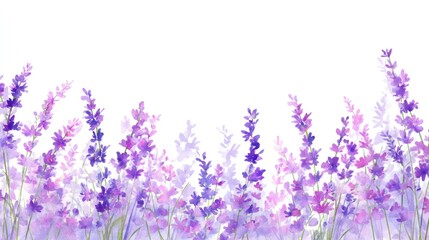 Obraz premium Watercolor Lavender Field: A Serene Purple Floral Border