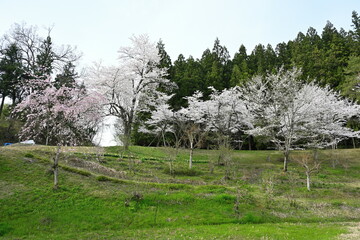 下条川ダムの桜（新潟県）