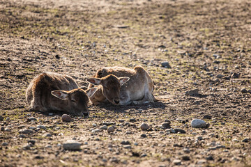 Ungulates