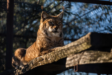 Lynx