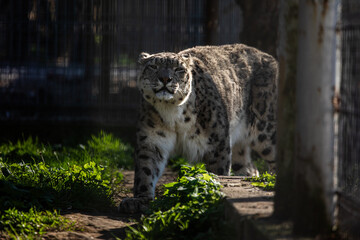 snow leopard