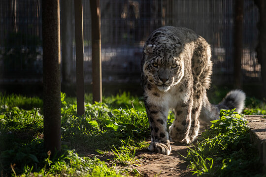 snow leopard - Powered by Adobe
