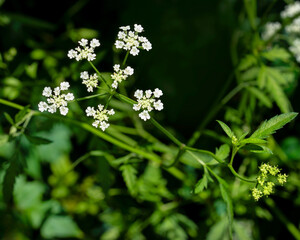 A close-up of the delicate white flower clusters of common hedge parsley, Torilis arvensis.