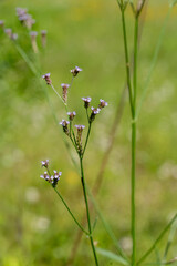 A close-up of Verbena brasiliensis, Brazilian verbena, features tall stems with stiff hairs and loose terminal spikes of purple flowers, an invasive weed outside its native range in South America.