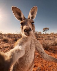 Fototapeta premium A curious kangaroo taking a selfie in the Australian outback with a clear sky and desert landscape