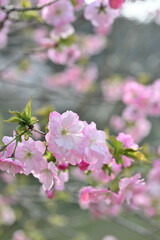 下条川ダムの桜（新潟県）