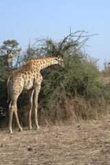 Fototapeta premium giraffe in the savannah