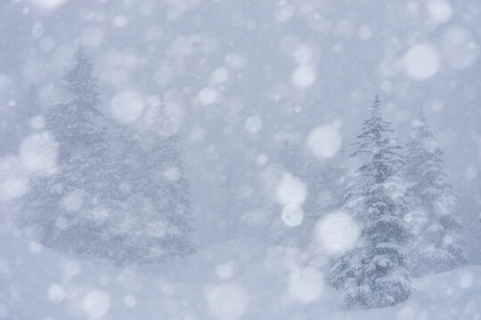 Snow-covered evergreen trees in a blizzard. Visibility is low due to the heavy snowfall. San Pellegrino Pass, Fiamme Valley, Trentino, Italy. The scene is serene despite the storm.
