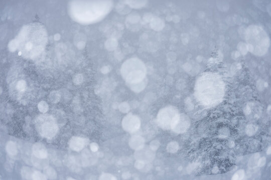 Snowy landscape with blurred trees and falling snow. San Pellegrino Pass, Fiamme Valley, Trentino, Italy. A winter wonderland scene with a soft, dreamy aesthetic.