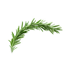 Fototapeta premium A floating of fresh rosemary leaf isolated on pure white background, ultra-realistic