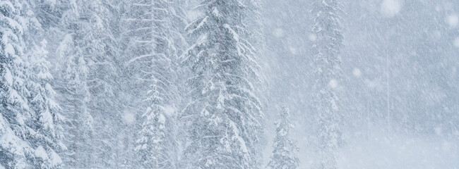 Snow-covered evergreen trees in a blizzard. San Pellegrino Pass, Fiamme Valley, Trentino, Italy. Visibility is low due to the heavy snowfall.