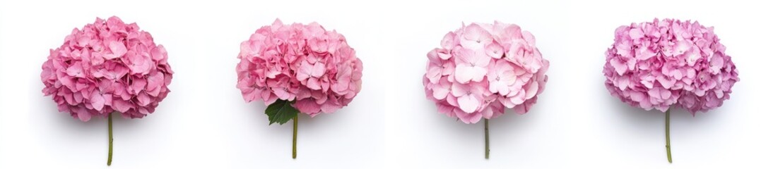 Delicate Hydrangea Blooms (3)