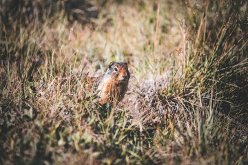 ground squirrel in the grass