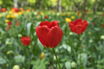 Two red and yellow flowers are in a field of green grass