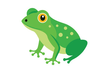 Frog  vector 