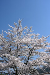 青空と桜