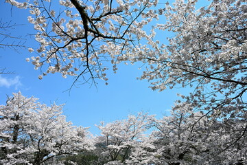 青空と桜