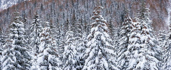 A dense forest of snow-covered fir trees. The trees are heavily laden with snow, creating a winter wonderland scene. Fuciade Valley, San Pellegrino Pass, Trentino, Italy. 