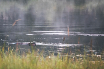 quiet and serene sunrise in a pond in alberta, canada, with moody forest and pastel pink sky surrounded by pine forest