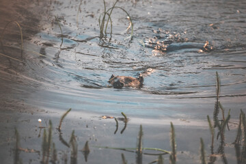 busy beaver swimming in the pond at sunrise in a moody pastel atmosphere