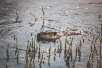 busy beaver swimming in the pond at sunrise in a moody pastel atmosphere