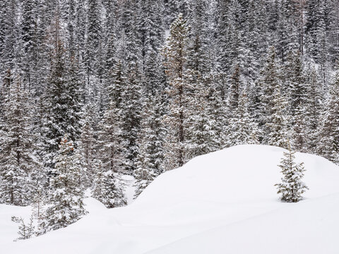 Snow-covered evergreen trees on a hillside. A small tree stands alone in the foreground. Sella Pass, Fassa Valley, Trentino, Italy. The scene evokes a sense of quiet solitude.