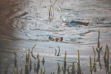 busy beaver swimming in the pond at sunrise in a moody pastel atmosphere
