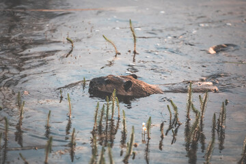 busy beaver swimming in the pond at sunrise in a moody pastel atmosphere