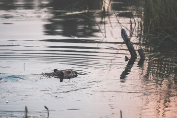 busy beaver swimming in the pond at sunrise in a moody pastel atmosphere