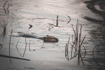 busy beaver swimming in the pond at sunrise in a moody pastel atmosphere