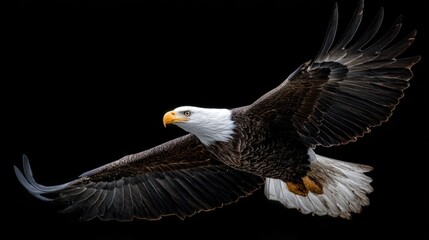 Naklejka premium Majestic Bald Eagle in Flight: A Symbol of Freedom and Power