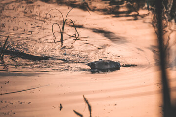 busy beaver swimming in the pond at sunrise in a moody pastel atmosphere