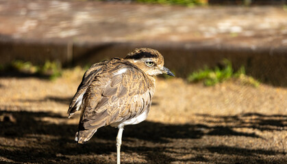 Brown-feathered Stone Curlew in close-up