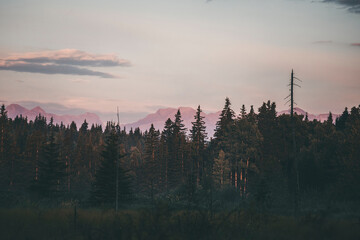 Naklejka premium morning hike at sunrise in canada, by a pine tree forest, with misty air and pastel colours, full moon and pale clouds in the sky, by the little quiet pond
