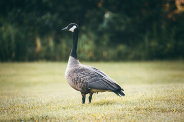canadian goose strolling in the park in the early morning