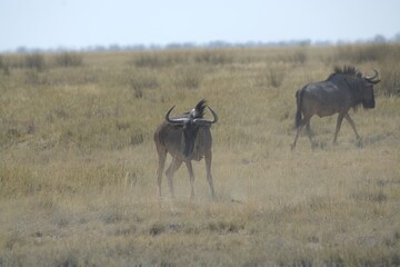 Naklejka premium wildebeest in serengeti national park serengeti