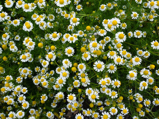 Abundant Chamomile Flowers in Full Bloom Covering a Lush Green Meadow